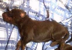 un chiot marron (de Pénélope) 3 jours après la naissance