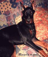 Mozart (mâle dobermann noir) à 12mois