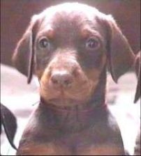 Un bébé marron (de Pénélope) à 1mois 1/2